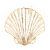 Muschel1